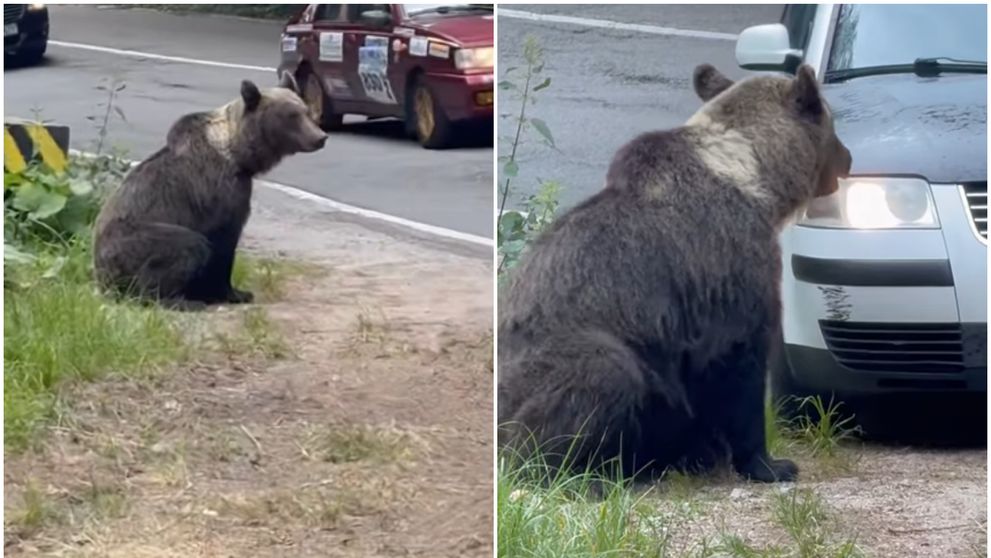 VIDEO Revoltător! Momentul în care un individ încearcă să lovească un urs cu mașina, pe Transfăgărășan! Polițiștii l-au identificat pe bărbat