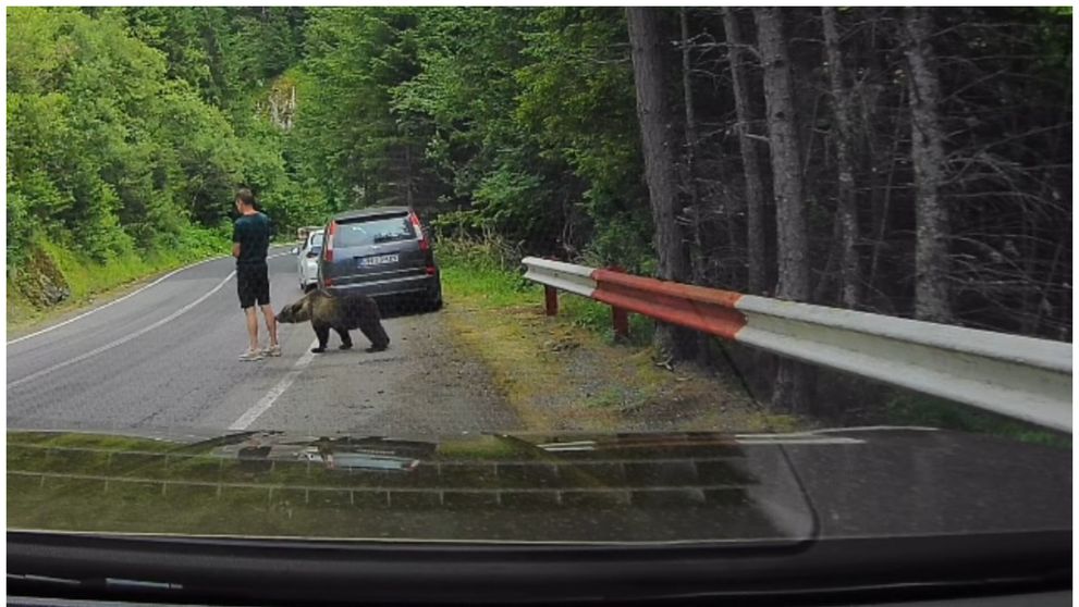 Scene tensionate pe Transfăgărășan: un turist, la un pas de a fi atacat de urs