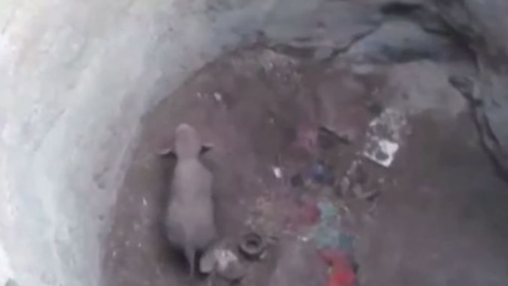 Un pui de elefant a cazut intr-o groapa adanca de 10 metri. Reactia oamenilor care l-au descoperit, emotionanta