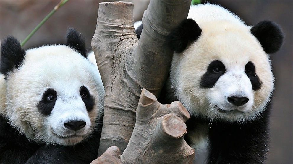 Acești urși panda s-au împerecheat pentru prima dată în 10 ani, iar chinezii sunt în al nouălea cer
