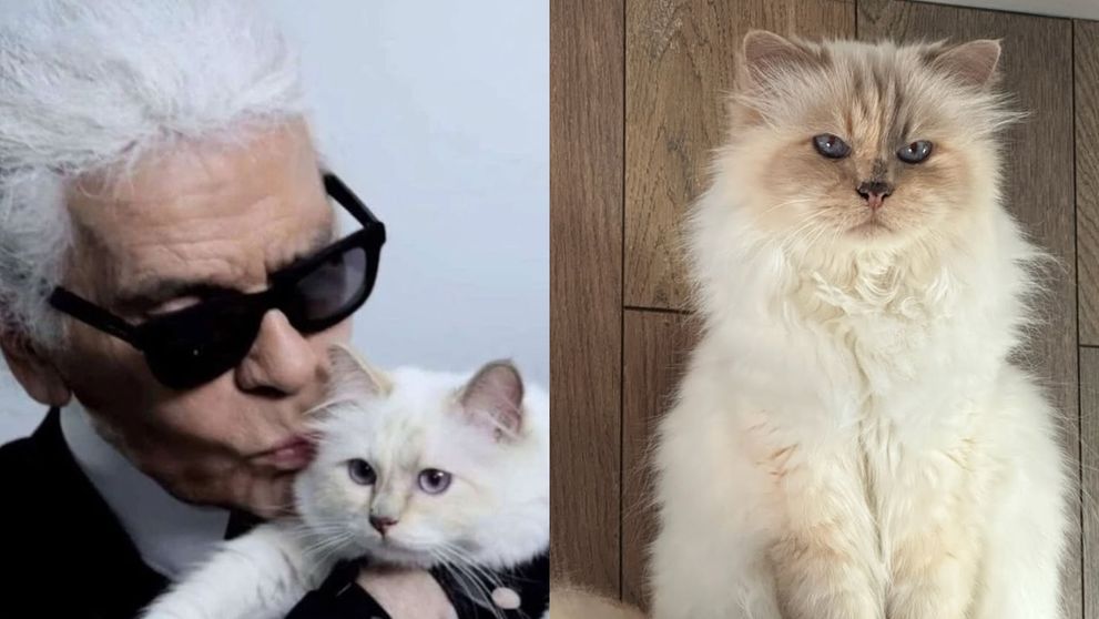 Cea mai bogată pisică din lume a rămas fără moștenire. Choupette, felina lui Karl Lagerfeld, nu a primit niciun ban din averea designerului