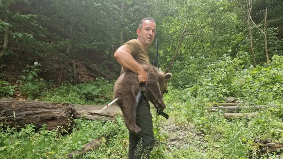 Unul dintre cei 3 pui ai ursoaicei ucise pe Transfăgărăşan a fost găsit: 