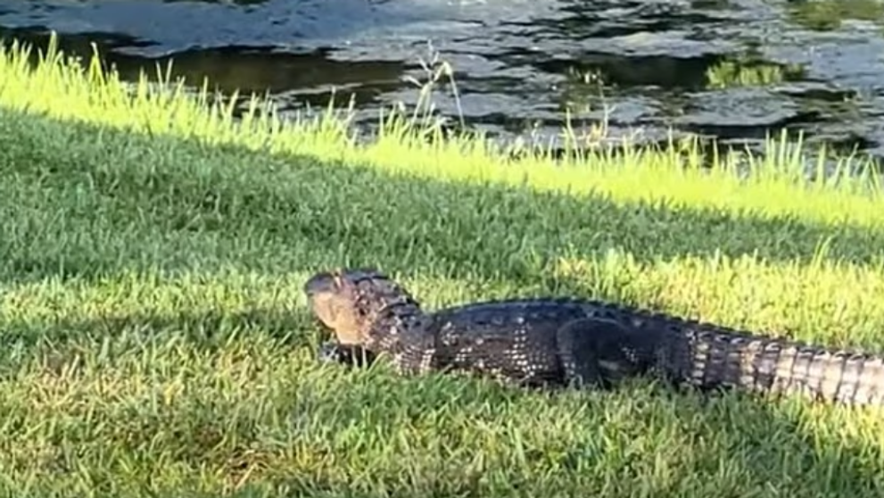 Momentul ireal când o femeie aruncă cu papucul într-un aligator! Reacția neașteptată a bestiei VIDEO viral