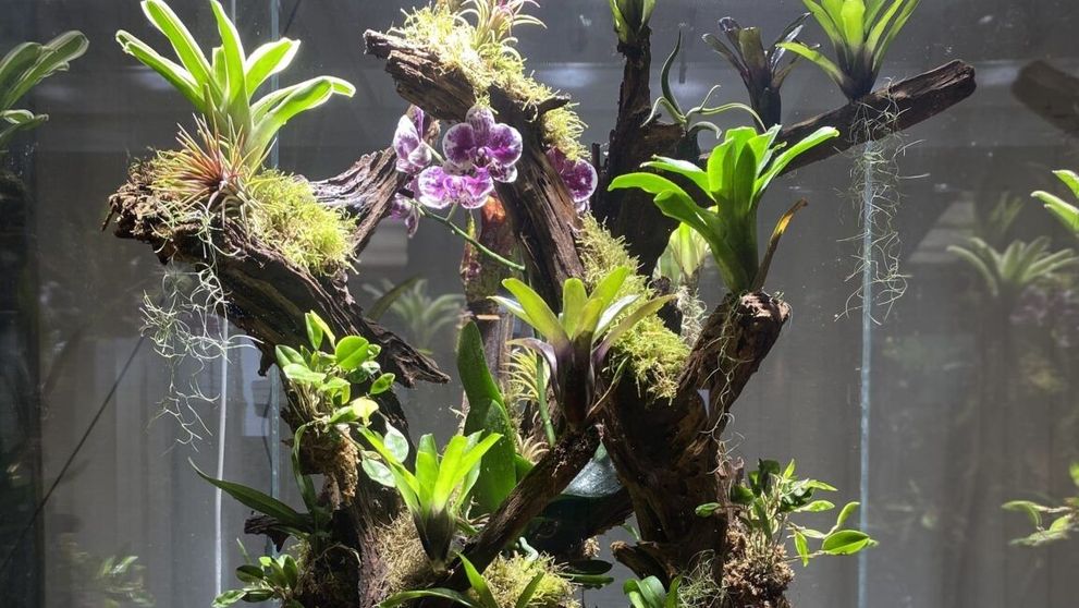 La Festivalul Brazilor de Crăciun s-a vândut un terarium cu plante exotice în valoare de 35.000 de euro