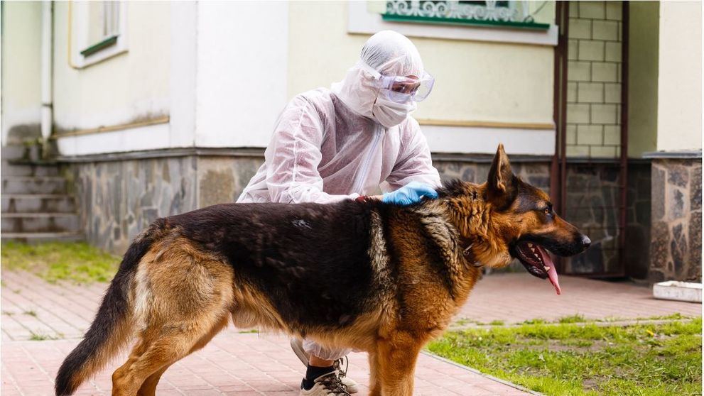 Se antrenează câini pentru detectarea noului coronavirus! Cum funcționează metoda și ce rezultate are