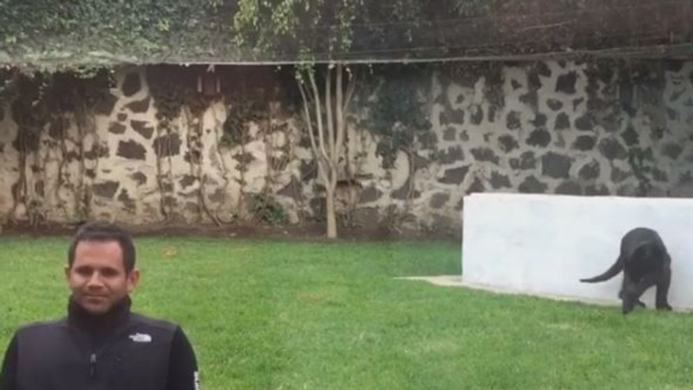 S-a oprit sa-si faca o poza cu o pantera. Ce s-a intamplat la cateva secunde de la aceasta secventa