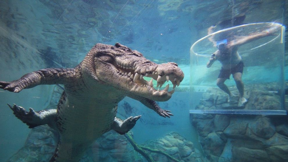 Parcul de distracții unde turiștii pot înota alături de crocodili, într-o cușcă de sticlă