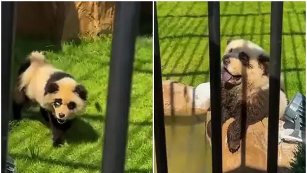 Urșii panda au început să... latre! O nouă gradină zoologică a vopsit câini ca să arate ca panda, iar vizitatorii sunt furioși