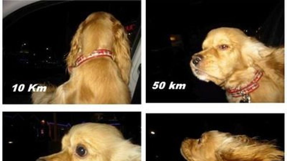 Cum face un caine in masina la 10 km pe ora si cum <span style=