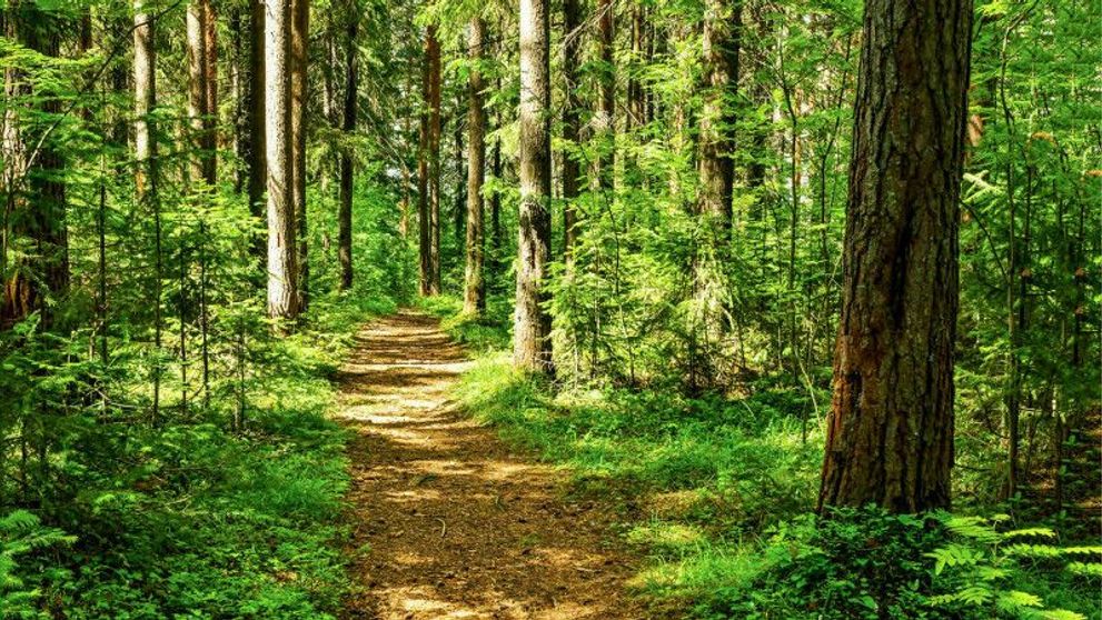 Arma împotriva schimbărilor climatice. Pădurile României au o șansă mai bună de supraviețuire față de cele din Europa