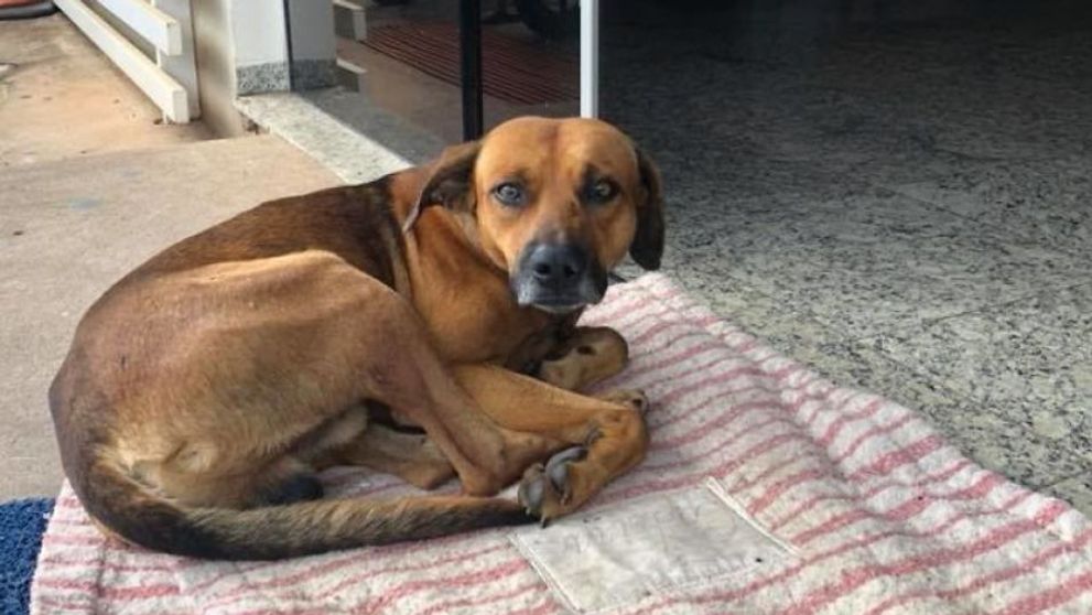 Un caine si-a asteptat stapanul timp de 4 luni in fata unui spital. Ce s-a intamplat cu patrupedul cand barbatul a murit