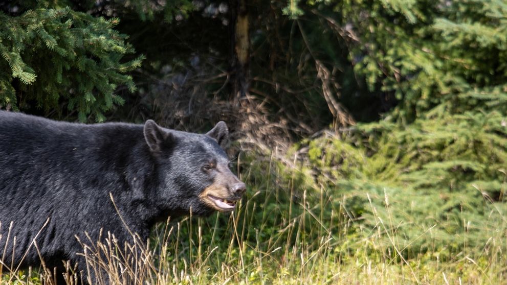 Un luptător MMA, în vârstă de 27 de ani, a murit după ce a fost atacat de urs