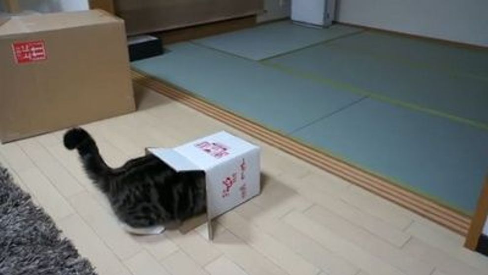 Pisica ce se chinuie sa incapa intr-o cutiuta. Vezi de ce!