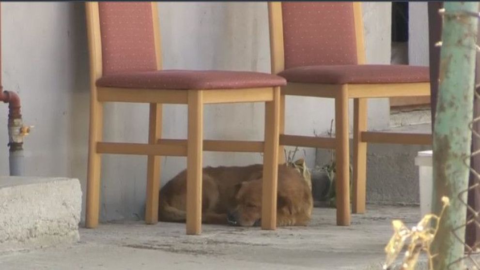 Câinele soților morți după exploziile din Crevedia încă își așteaptă stăpânii în curtea casei
