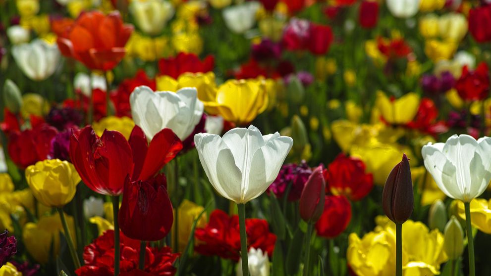 (P) 6 motive să plantezi bulbi de lalele în grădina ta – frumusețe și culoare garantată!