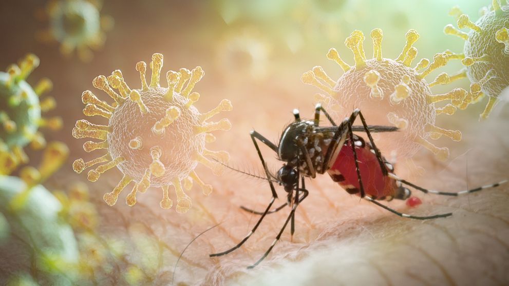 Un virus transmis de țânțari a adus din nou restricții dure în China, asemănătoare pandemiei COVID. Pacienții internați o săptămână, călătorii obligați la 14 zile de automonitorizare