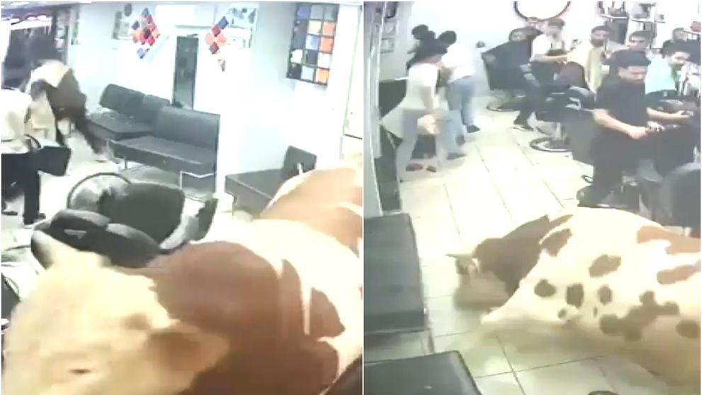 Un taur de 1,5 tone a dat buzna într-o frizerie! Momentul șocant, surprins pe camerele de supraveghere