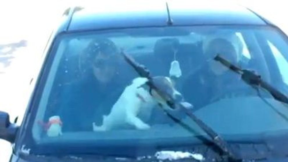 Cainele care nu suporta stergatoarele. Vezi cum face! VIDEO