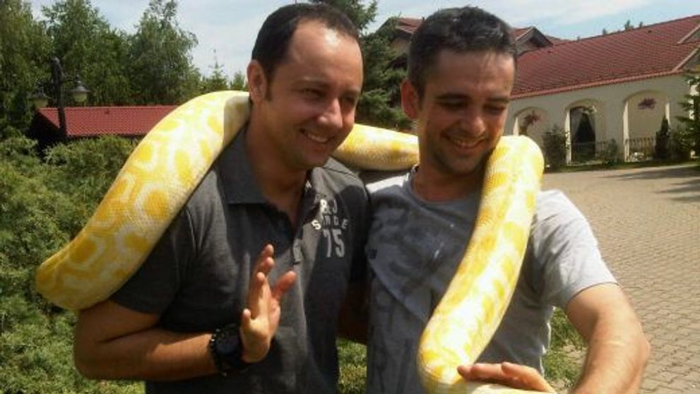 Catalin Maruta s-a pomenit cu un piton de 30 de kilograme pe umeri! Afla AICI de ce!