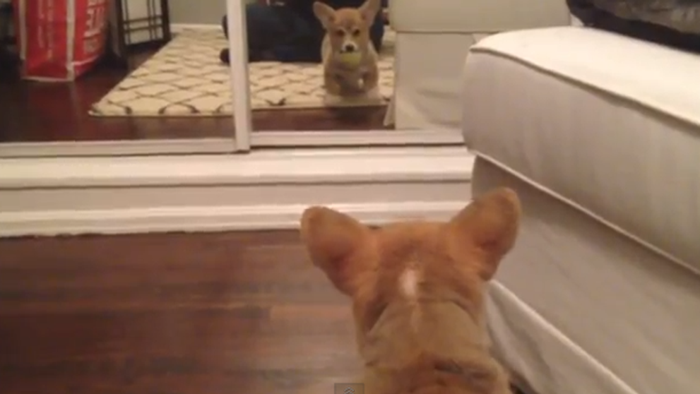 Reactia unui catel care se vede pentru prima data intr-o oglinda. Uite cat de adorabil este: VIDEO