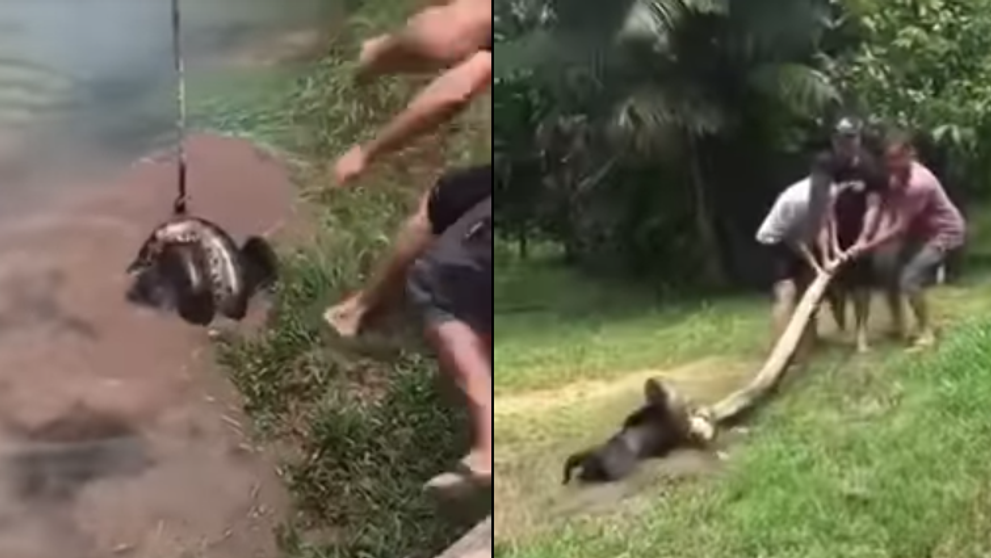 3 barbati se lupta cu un anaconda care a prins un caine! Cum se termina scena dramatica