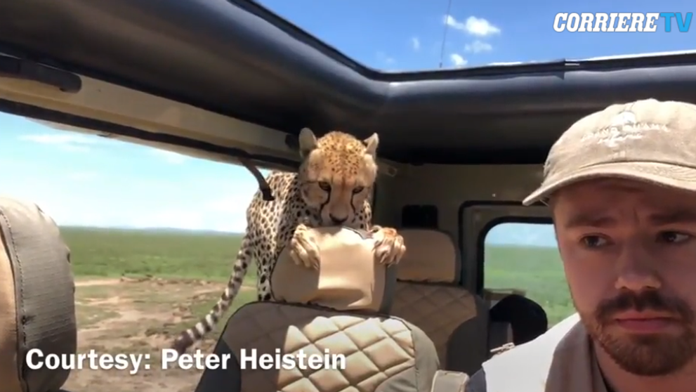 Ce se intampla cand un ghepard reuseste sa intre in masina unui fotograf