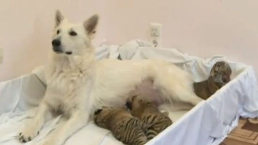 O catelusa din Rusia a adoptat trei pui de tigru. VIDEO