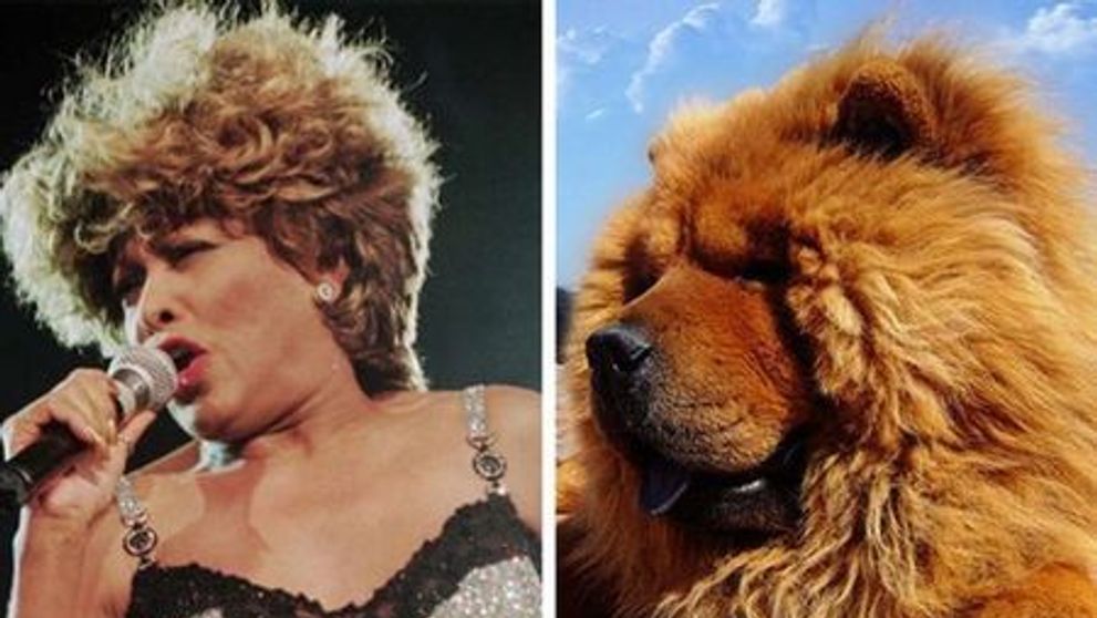 Tina Turner arata ca un Chow Chow! Vedetele si corespondetii lor din randul animalelor. GALERIE FOTO