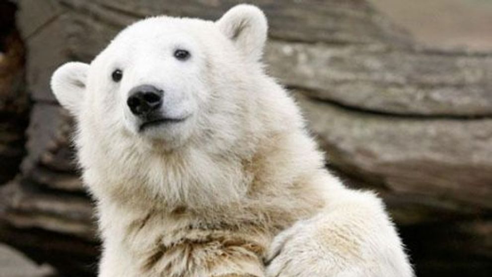 Curiozitati: Knut, ursul sfarma-inimi, hartuit de trei femele!