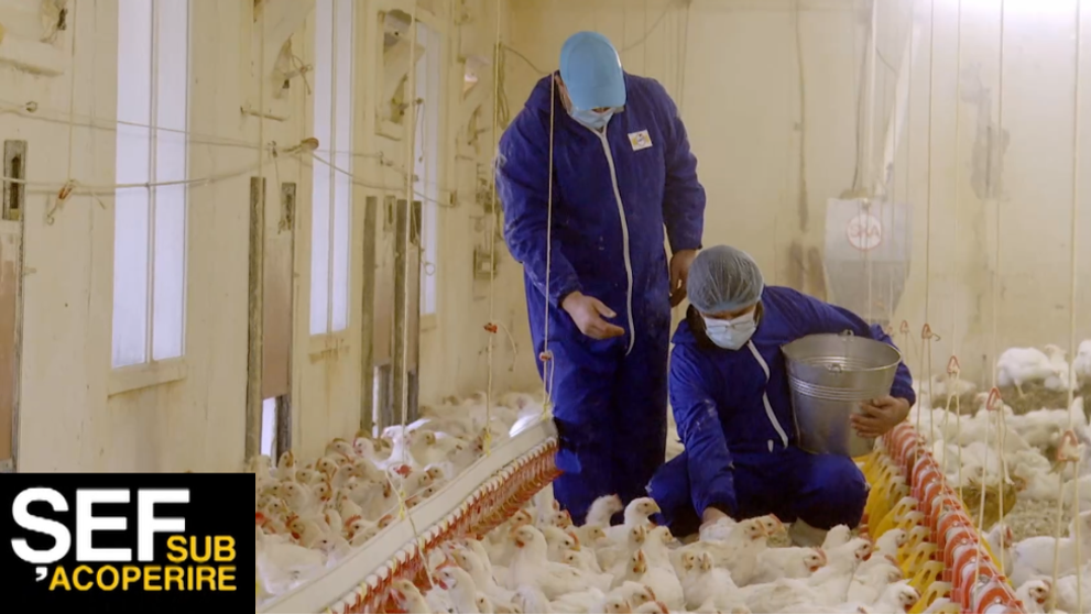 VIDEO George Safir învață cum se îngrijesc puii cu creștere lentă în ferma companiei