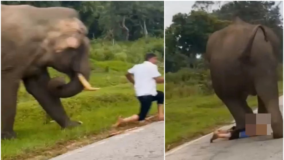 Terifiant! Un turist a fost călcat de un elefant, după ce a încercat să facă un selfie. S-a ales cu răni grave și amendă VIDEO