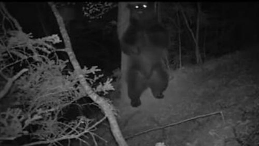 N-o sa-ti vina sa crezi ce fac animalele noaptea in padure! (VIDEO)