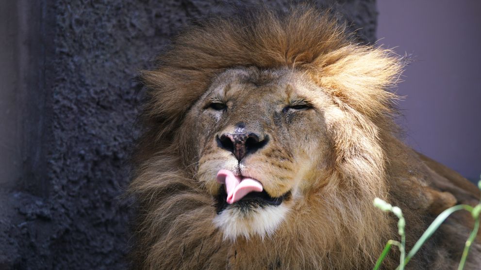 O grădină zoologică a stârnit revoltă în online după ce a cerut publicului să doneze animale de companie pentru a fi sacrificate și date drept hrană prădătorilor: „Vor fi eutanasiate cu blândețe”