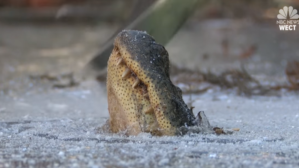 A vazut un crocodil inghetat de viu cu botul afara din gheata! Ce se intampla cand se apropie de el