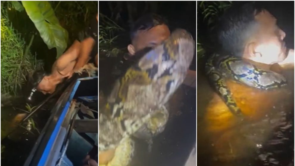 VIDEO Momentul absolut terifiant în care un piton uriaș atacă un ghid turistic! Bărbatul a fost tras în apă și sugrumat de șarpele agresiv