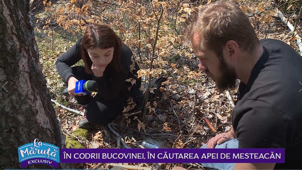 VIDEO În codrii Bucovinei, în căutarea apei de mesteacăn