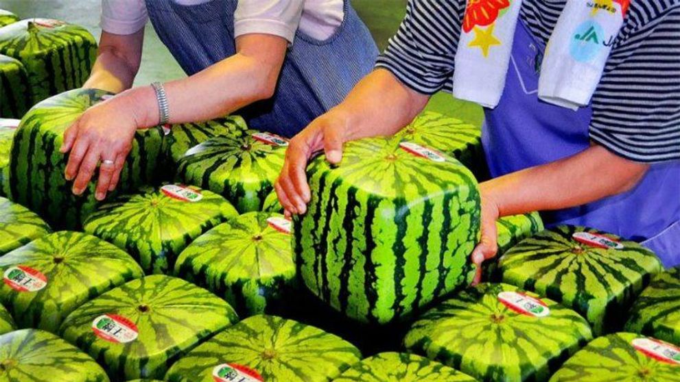 Unde crezi ca s-au inventat pepenii patrati? Vezi cu cat s-a vandut primul pepene patrat