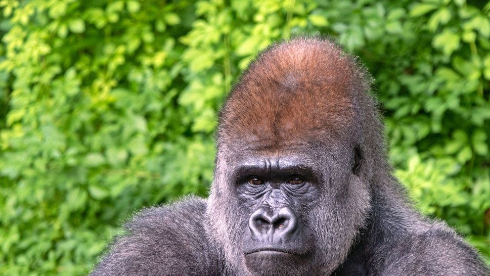 (P) King Kong a împlinit venerabila vârstă de 90 de ani