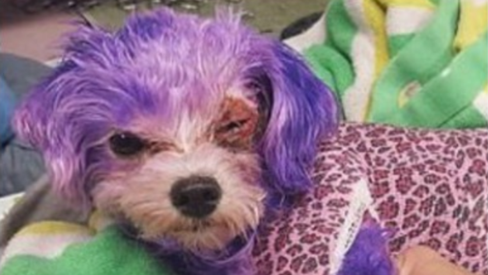Si-a vopsit cainele cu produse neautorizate pentru animale, iar rezultatul a fost ingrozitor. Ce a patit animalul