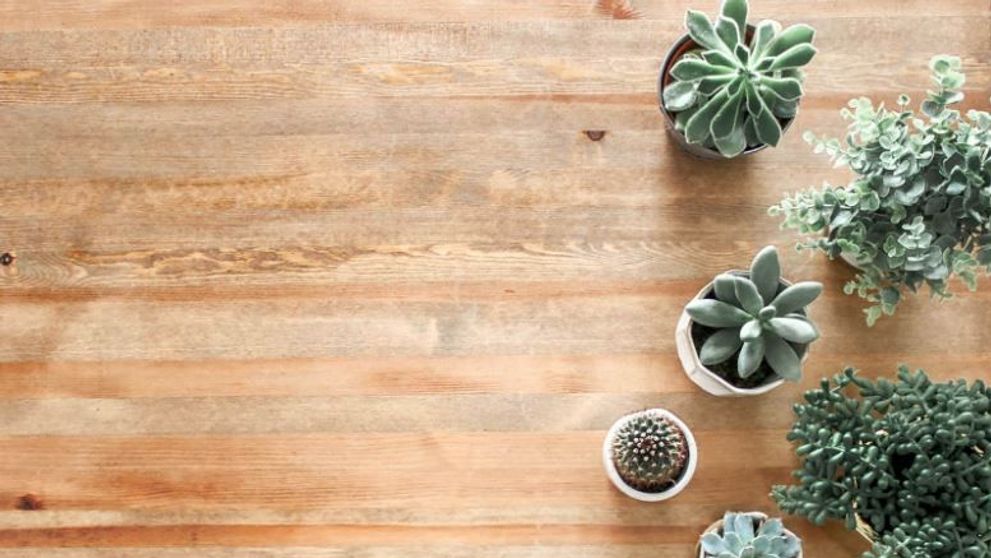 (P) 5 plante decorative care atrag norocul în casă