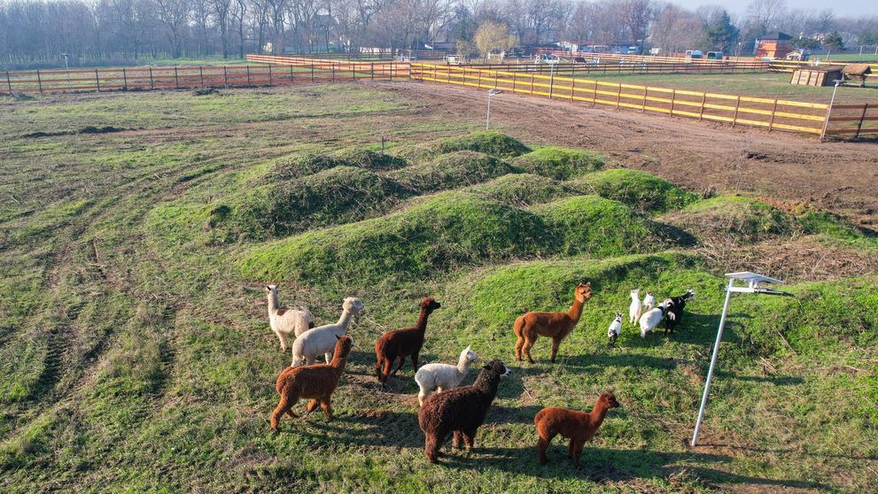 Valea Ciutelor, locul unde poți să te plimbi printre exemplare de alpaca și căprioare. Unde se află și cât costă - FOTO